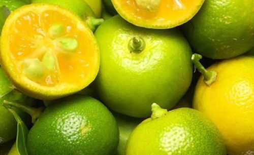 calamansi exotic fruit