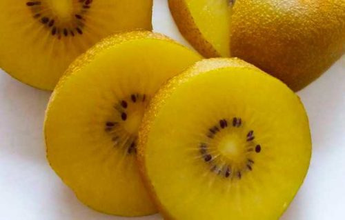 golden kiwi exotic fruits