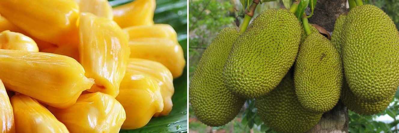 jackfruit exotic fruit