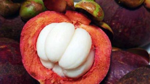 mangosteen exotic fruits