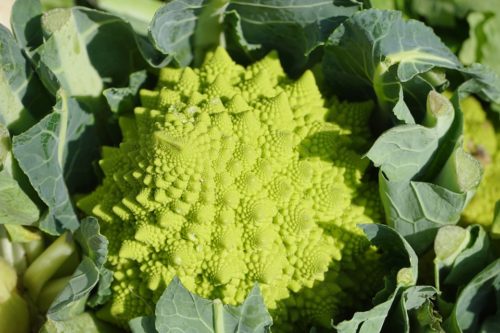 exotic vegetables romanesco