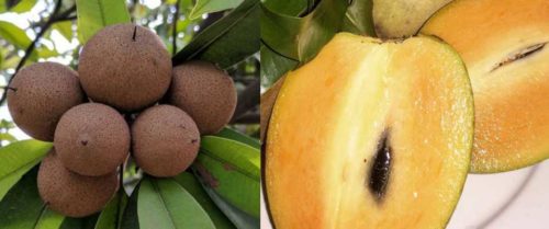 sapodilla chico fruit chikoo exotic fruits