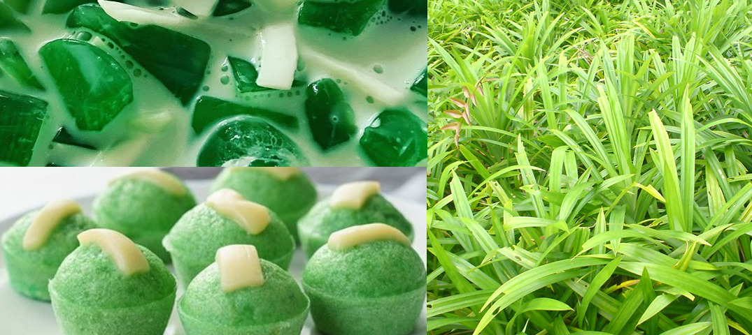 What Is Where To Buy Does Pandan Thai Plant Tea Leaves Flavor Paste Extract Kitchen Dessert Cake Food Recipe Taste Like 