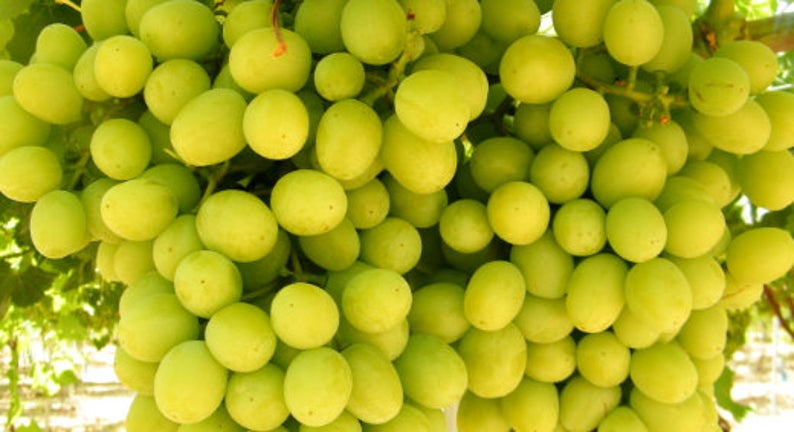 buy cotton candy grapes