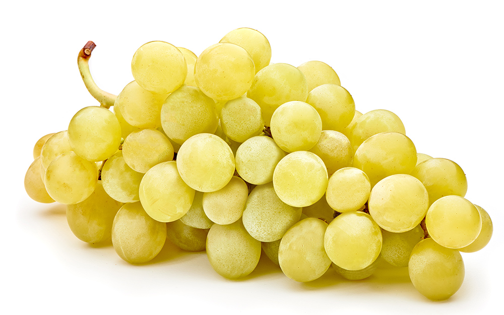 bunch grapes vine