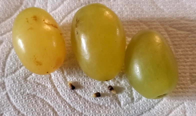 cotton candy grapes seeds