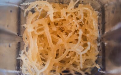 Sea Moss: the rediscovered ancient superfood of the sea