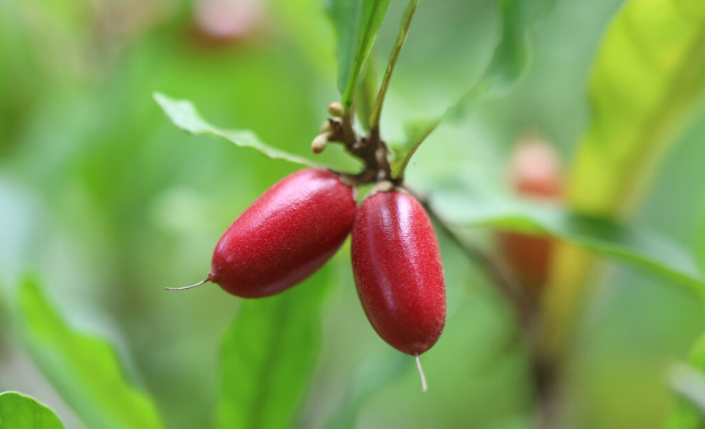 sweet fruit